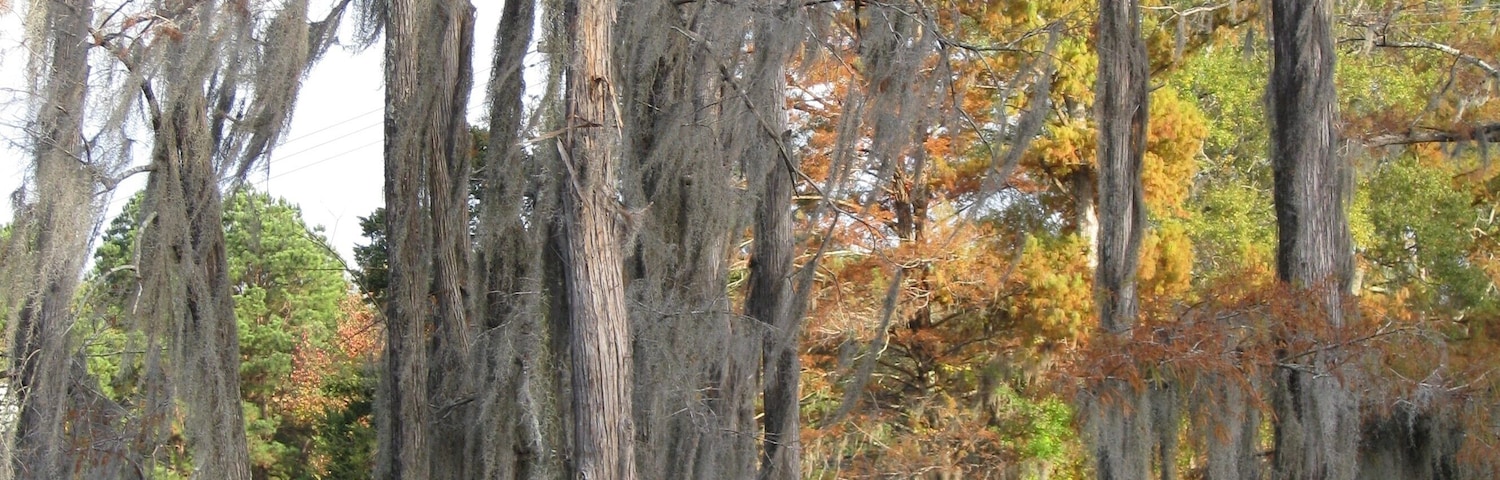 Tall cypress trees with Spanish moss on Bayou DeSaird