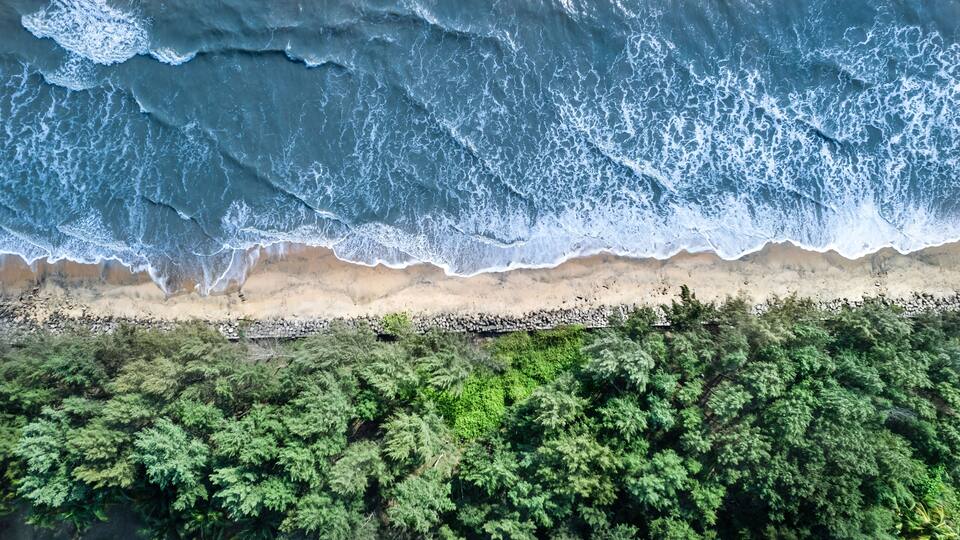 A beach with waves crashing onto the shore, a sandy beach, and dense green foliage in the foreground.