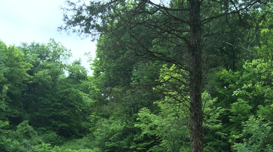Who knew there was such a cool swinging bridge hiking through the woods?