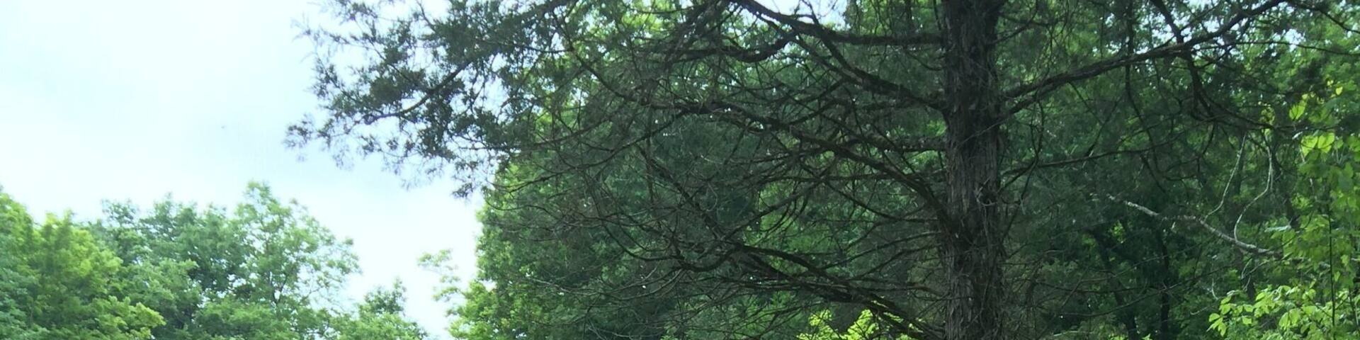Who knew there was such a cool swinging bridge hiking through the woods?