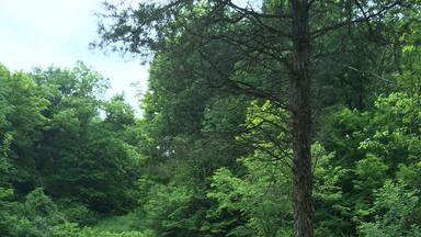 Who knew there was such a cool swinging bridge hiking through the woods?