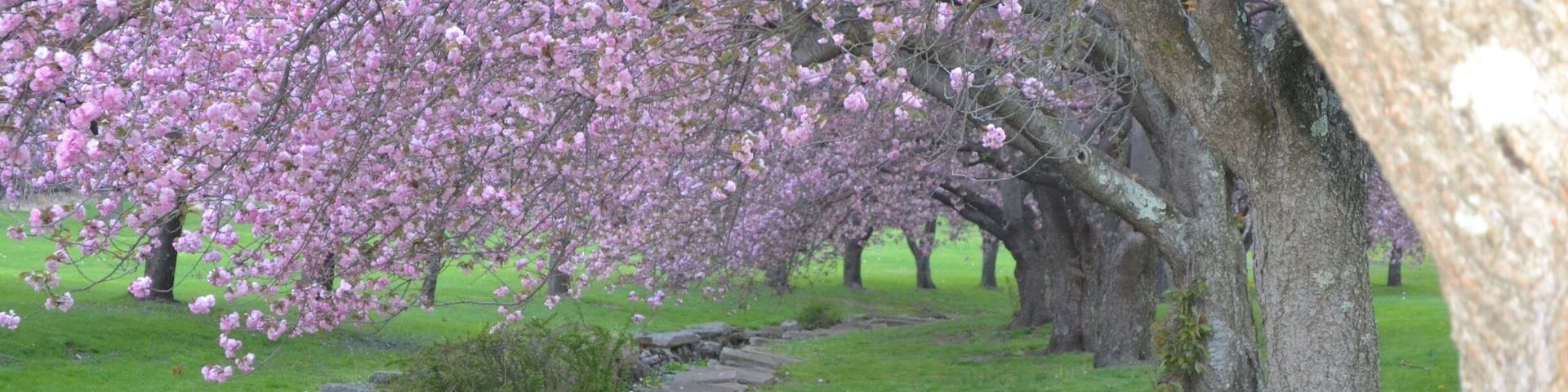 Parque de los novios
Dover, NJ