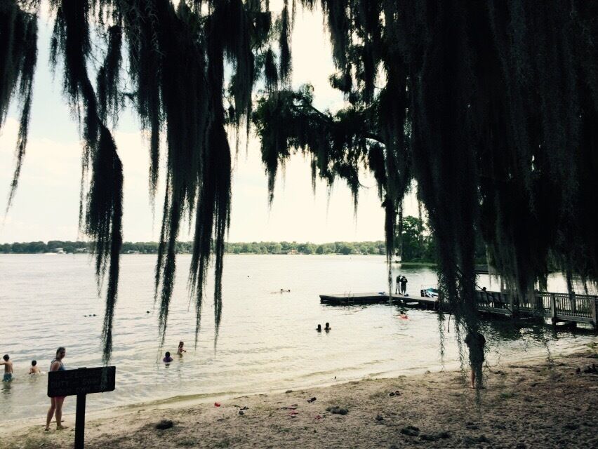A beach with people swimming, a dock, and trees with hanging moss.