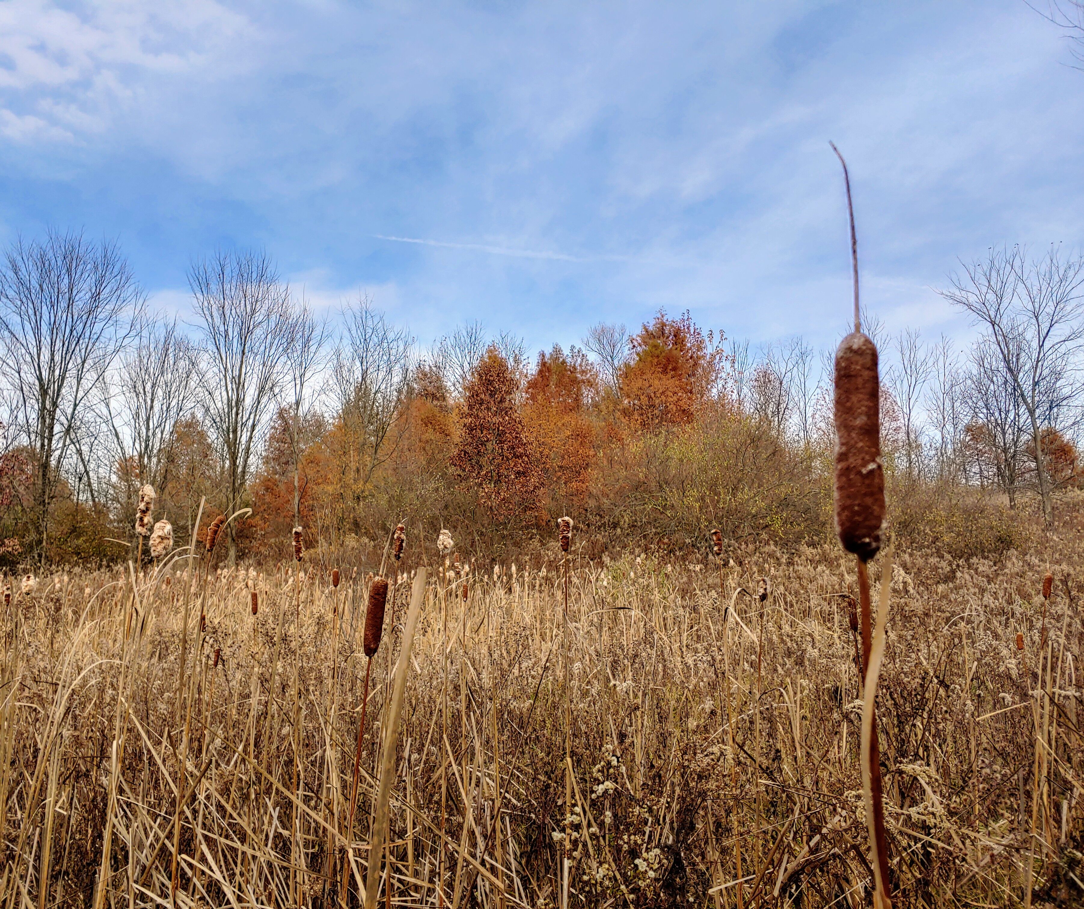 Up around Ohio's Amish country exists The Norma Johnson Center. Over 300 acres of preserved land with over 6 miles of trails through open meadows, ridges, hills or flat land, woodland trails, boardwalks, bouncy foot bridges, floating docks, wetlands, and overlooks of the Brandywine Valley.

#Trovember