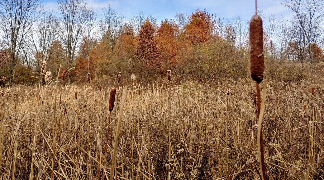 Up around Ohio's Amish country exists The Norma Johnson Center. Over 300 acres of preserved land with over 6 miles of trails through open meadows, ridges, hills or flat land, woodland trails, boardwalks, bouncy foot bridges, floating docks, wetlands, and overlooks of the Brandywine Valley.
#Trovember