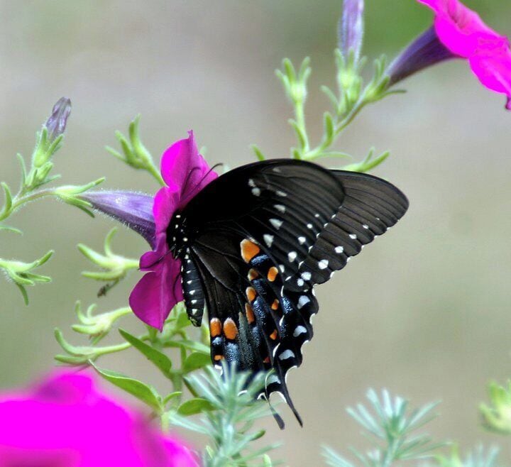 The beauty of nature right in my back yard