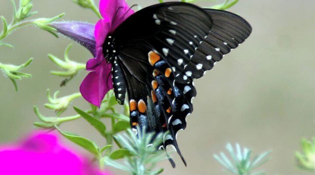 The beauty of nature right in my back yard