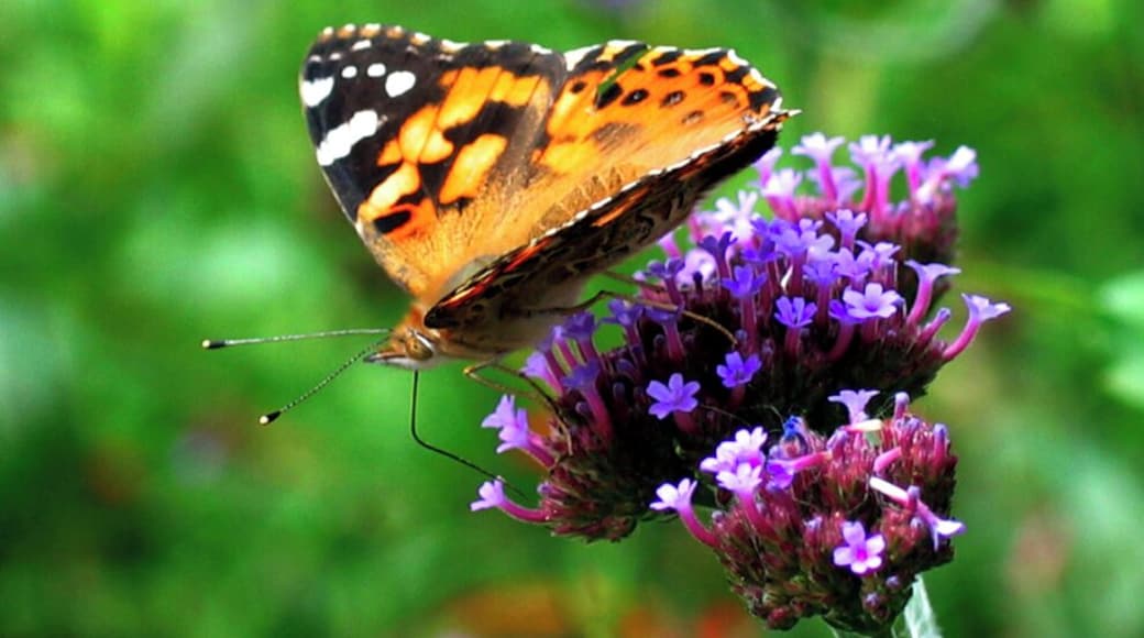 Butterflies are free