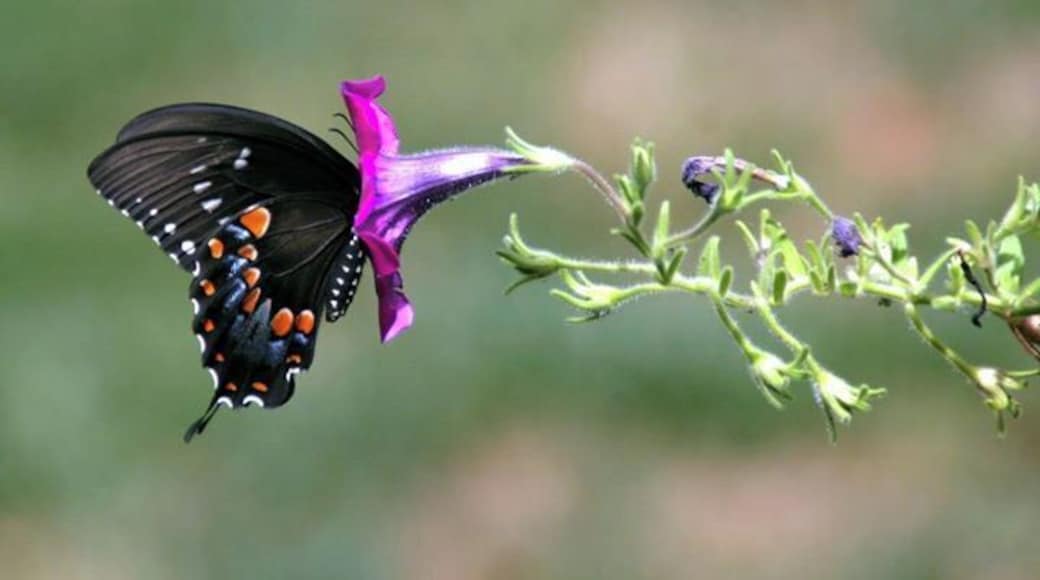 Nature right in my back yard