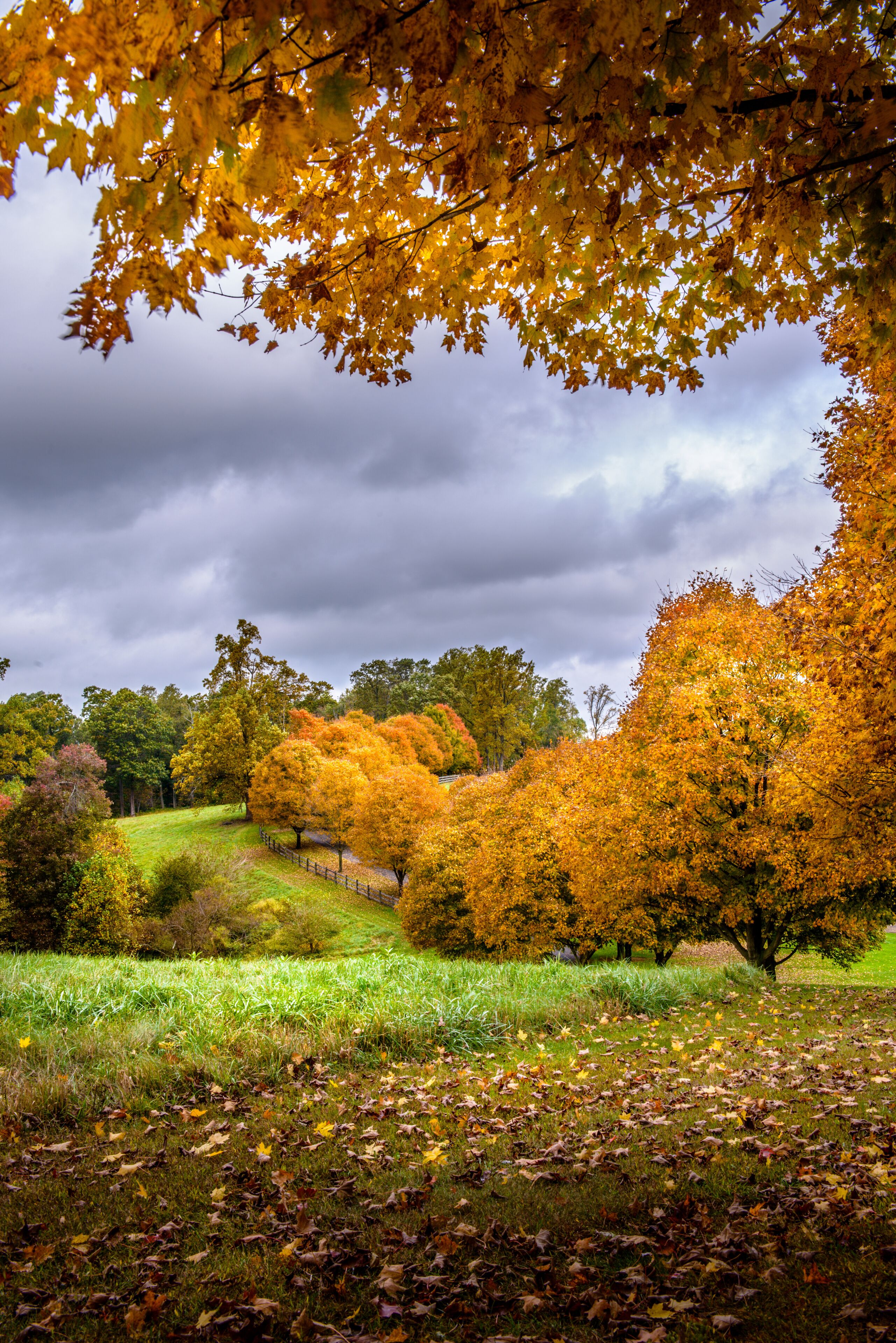 A park with autumn trees, a grassy field, and a wooden fence.