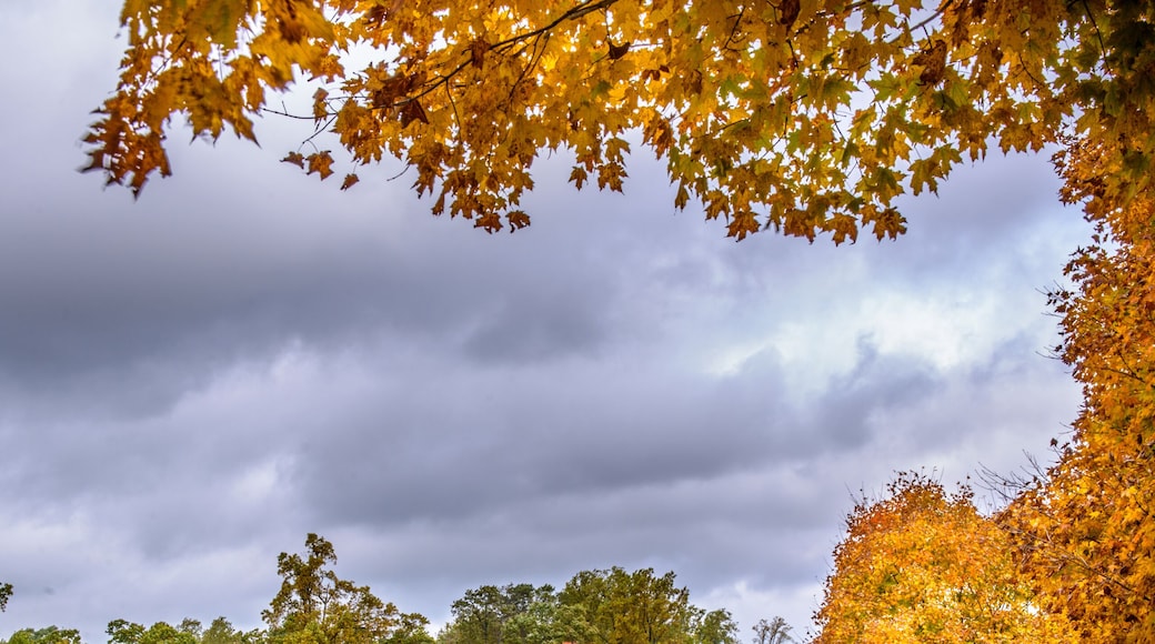 A park with autumn trees, a grassy field, and a wooden fence.