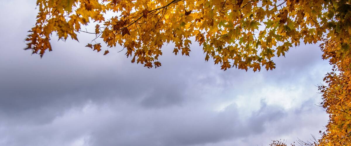 A park with autumn trees, a grassy field, and a wooden fence.