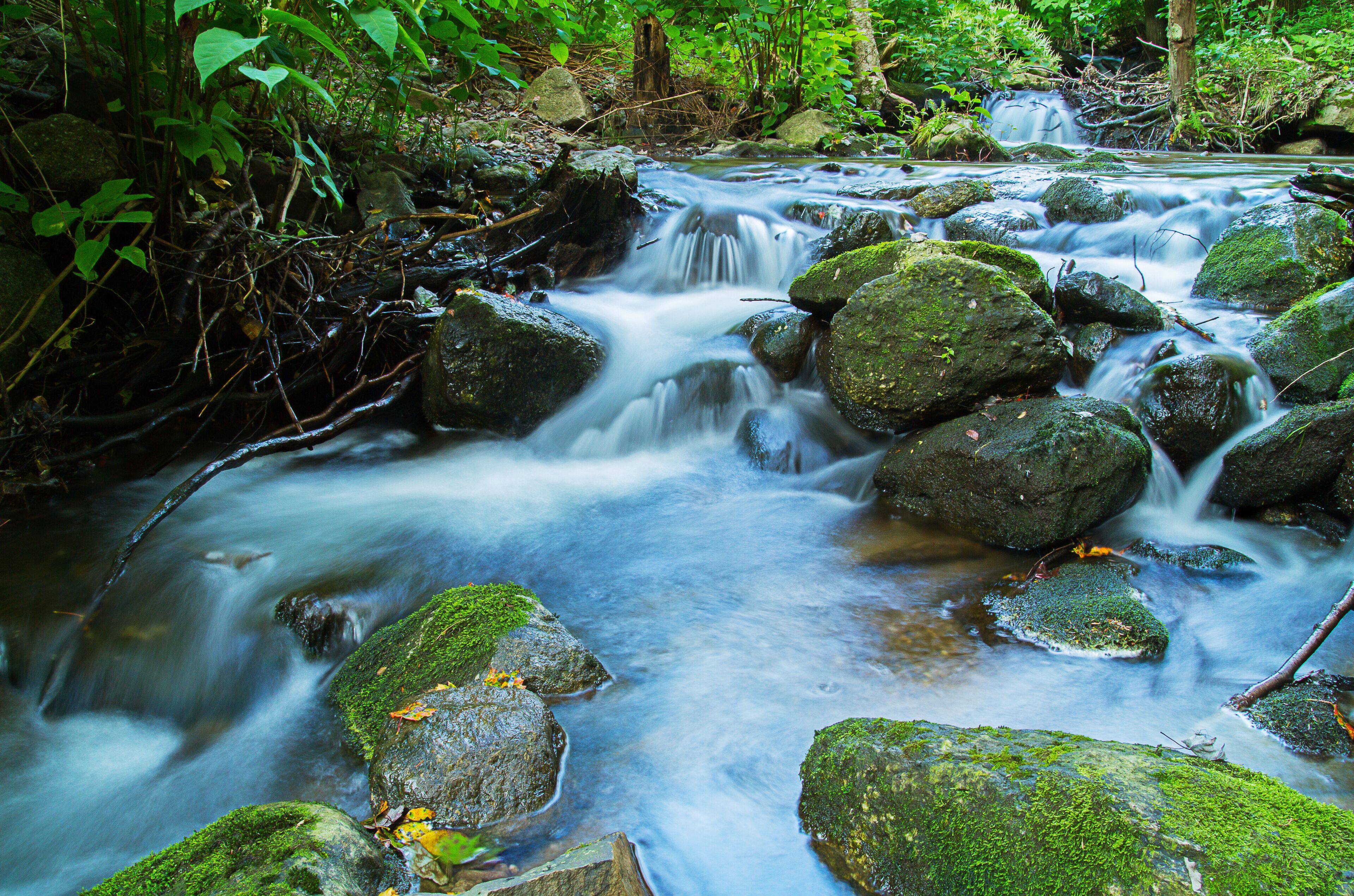 A stream flowing over rocks in a forested area.