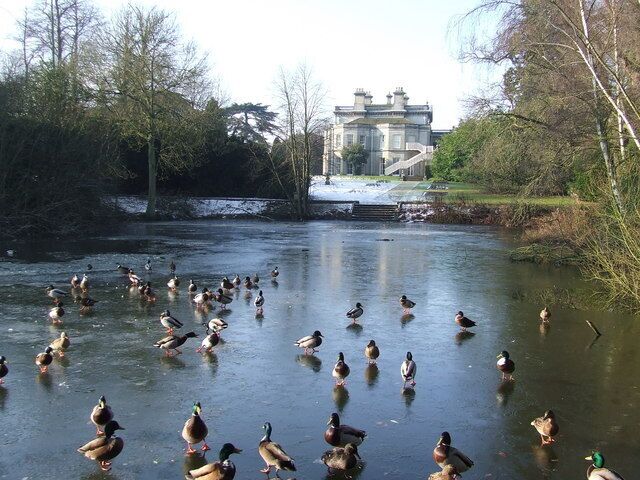 A river with ducks swimming, surrounded by trees and a building in the background.