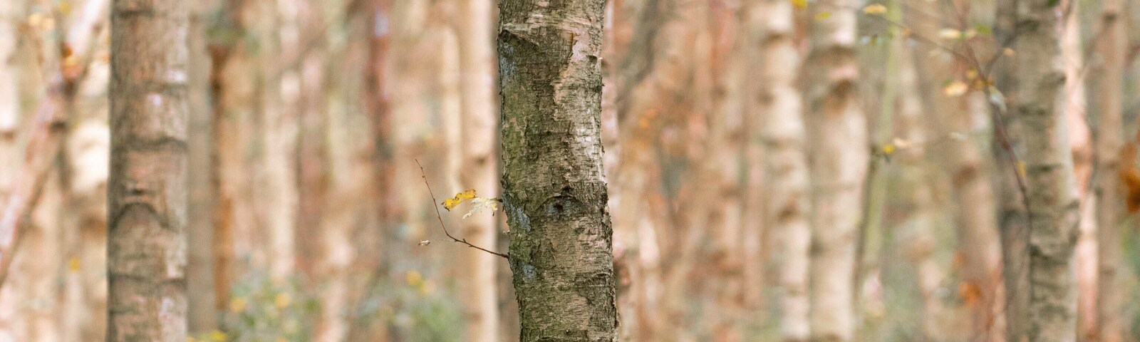 Finding order in chaos as the colours change for autumn.