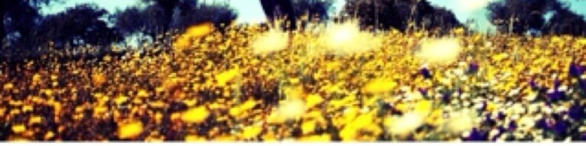 Old olive tree meets luscious spring #Alentejo : #Portugal