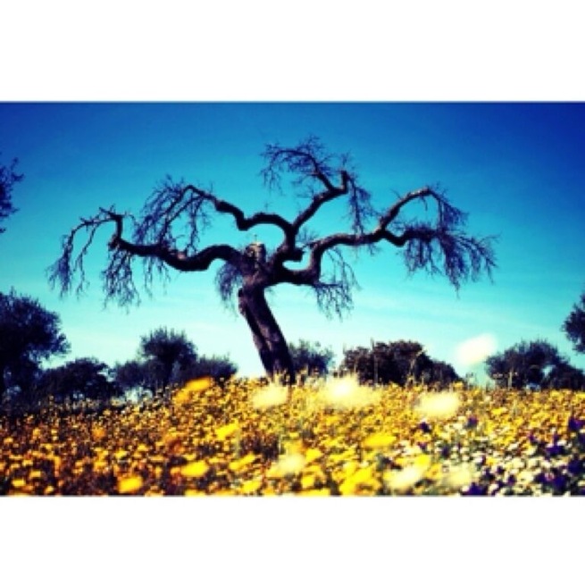 Old olive tree meets luscious spring #Alentejo : #Portugal