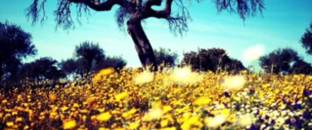 A tree with a twisted trunk and branches, surrounded by a field of yellow flowers under a clear blue sky.