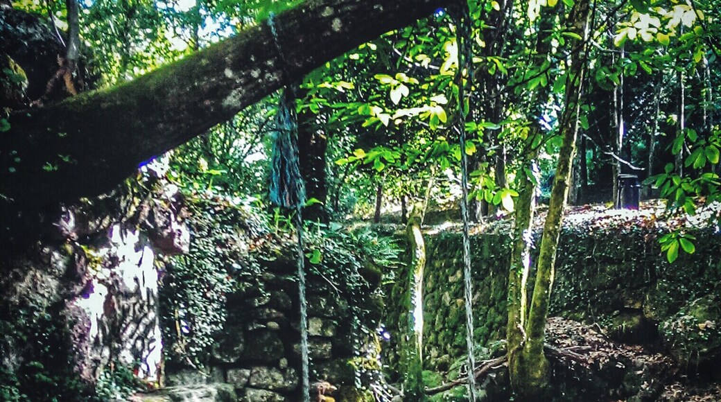 Around the Sanctuary of Our Lady of the Abbey in Santa Maria de Bouro, Amares (Braga), beautiful nature reigns, oxygenated by huge plane trees that border the yard which gives access to the forecourt of the great sanctuary and vegetation of the creek that escapes between bleak mountains.