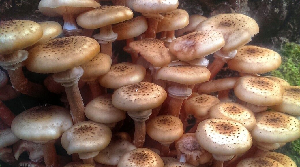 Mushrooms in my backyard are growing fast. Today I found those. #localgem