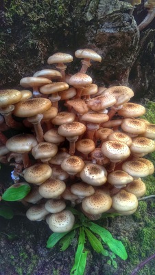 Mushrooms in my backyard are growing fast. Today I found those. #localgem