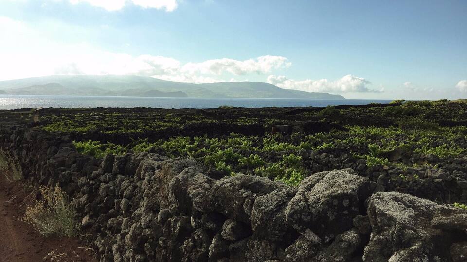 A coastal landscape with a stone wall and green vegetation.