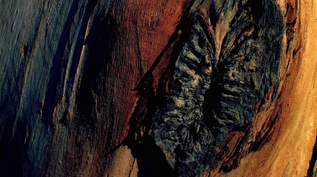 #bark #tree #arvore #casca #Nature
Bark detail of Eucalyptus
The trees of my journeys - VII
Poem by Pedro Veludo
Translation by Jorge Veludo
I feel as if it were on mine,
my sister, the wound they
laid on your brest. Later,
at daybreak, I'll return.
I know I won't be able
to cure your suffering, but
I promise to pick some of
your fruits and take them to
lands where the only known
weapons are the twinkling
of sunbeams, at dawn, and
the roaring of the children's
laughter, when the day is done.
Detalhe de casca de Eucalipto
As árvores do meu caminho - VII
Poema de Pedro Veludo
Sinto como se fosse no meu, minha irmã, a ferida que fizeram no teu peito. Logo mais, na calada da madrugada, voltarei. Sei que não serei capaz de sanar a tua dor, mas prometo que colherei alguns de teus frutos e os levarei para terras onde as únicas armas conhecidas sejam o dardejar dos raios de sol, pela manhã, e o ribombar de risos de crianças, ao entardecer.