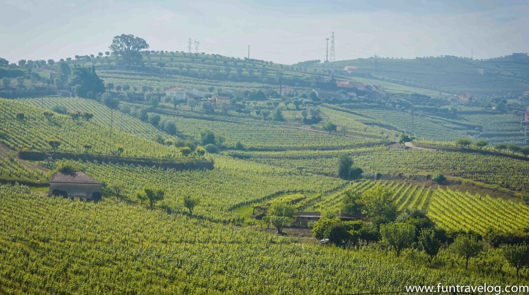 A vineyard landscape with terraced fields and scattered buildings.