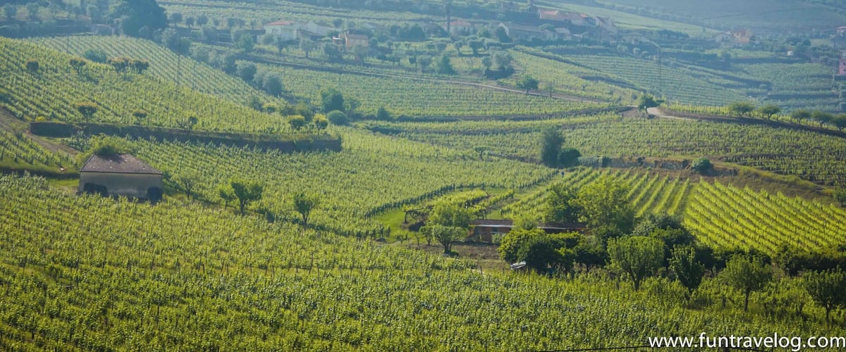 A vineyard landscape with terraced fields and scattered buildings.