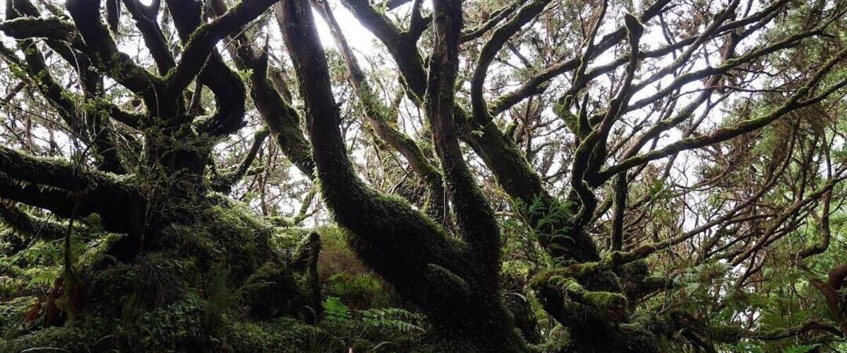 A magic walk in an old forest, breathing in the fresh air #lifeatexpedia #forest #protectnature