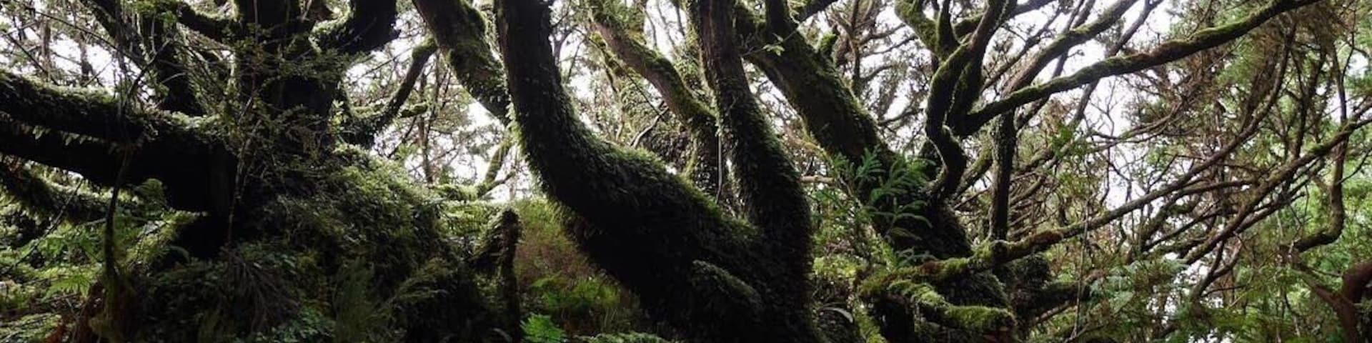 A magic walk in an old forest, breathing in the fresh air #lifeatexpedia #forest #protectnature