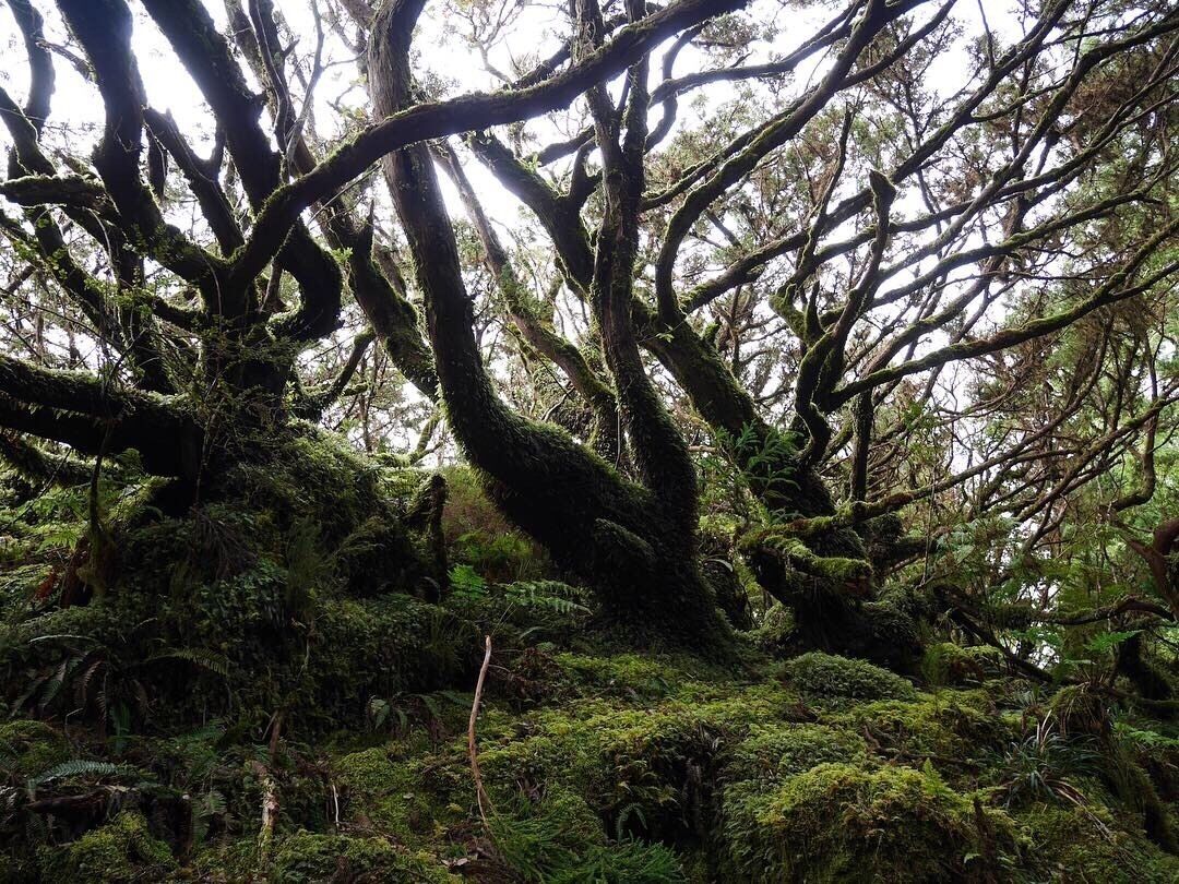 A dense forest with moss-covered trees and ferns.