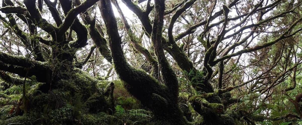 A dense forest with moss-covered trees and ferns.