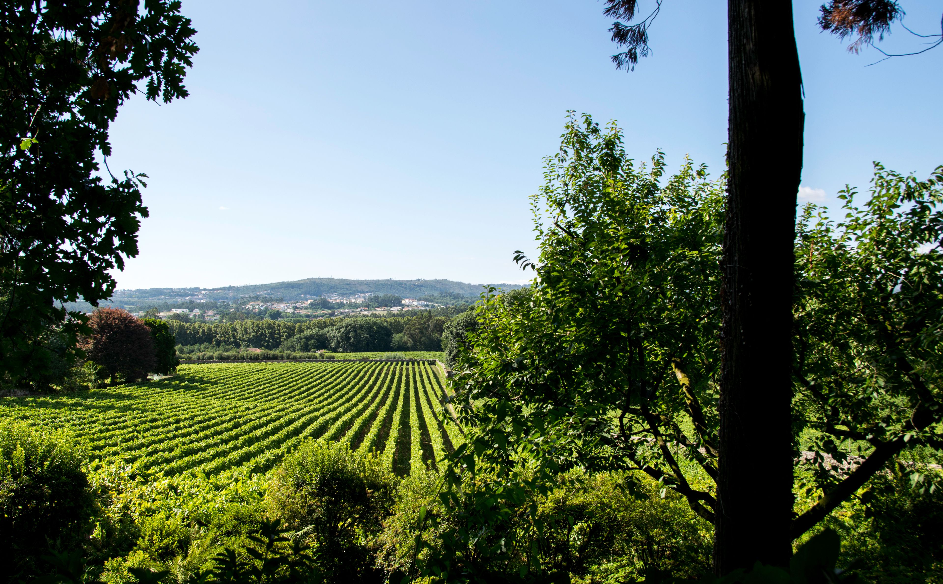 Viñedo con hileras de parras y colinas y árboles al fondo.