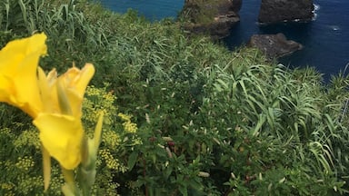 A coastal landscape with rocky outcrops and a yellow flower in the foreground.