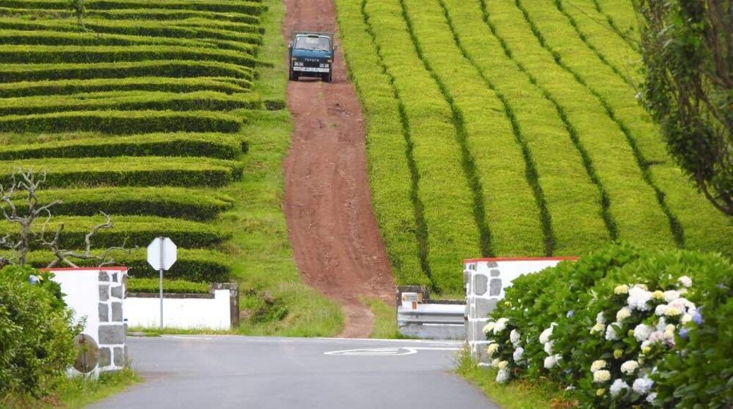 The Gorreana Tea Estate has been producing organic black, green, and orange pekoe teas since 1883. It’s the only tea plantation in Europe and definitely a place to go when touring São Miguel. When visiting their site near Ribeira Grande, you can taste first-hand the several types of tea but also take a peek into the mesmerizing tea-making process inside the factory.
More about food and drink in São Miguel island:
http://www.geekyexplorer.com/where-to-eat-in-sao-miguel-azores/
#tea #nature #portugal #azores #islands