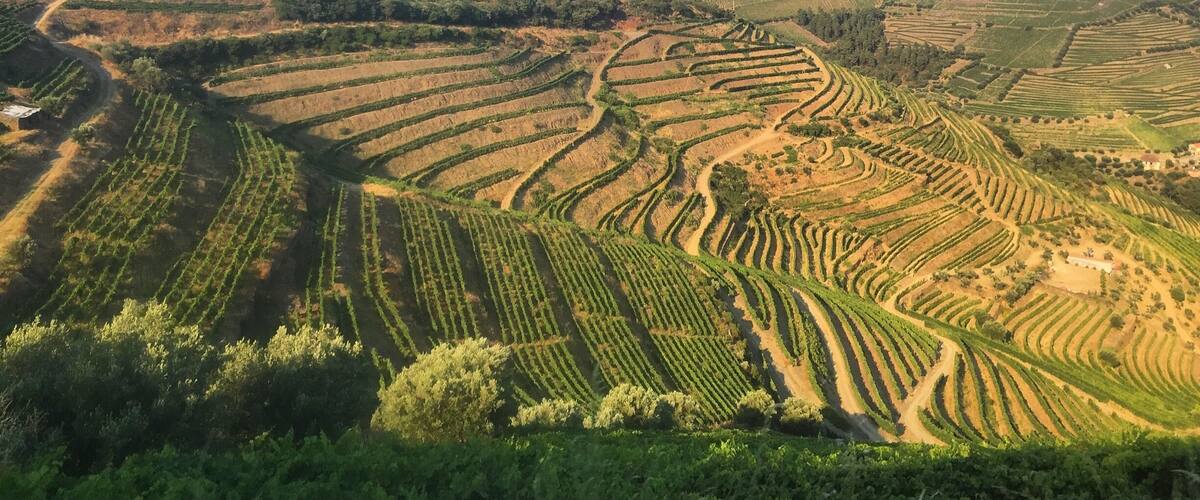 Terraced vineyards on rolling hills.