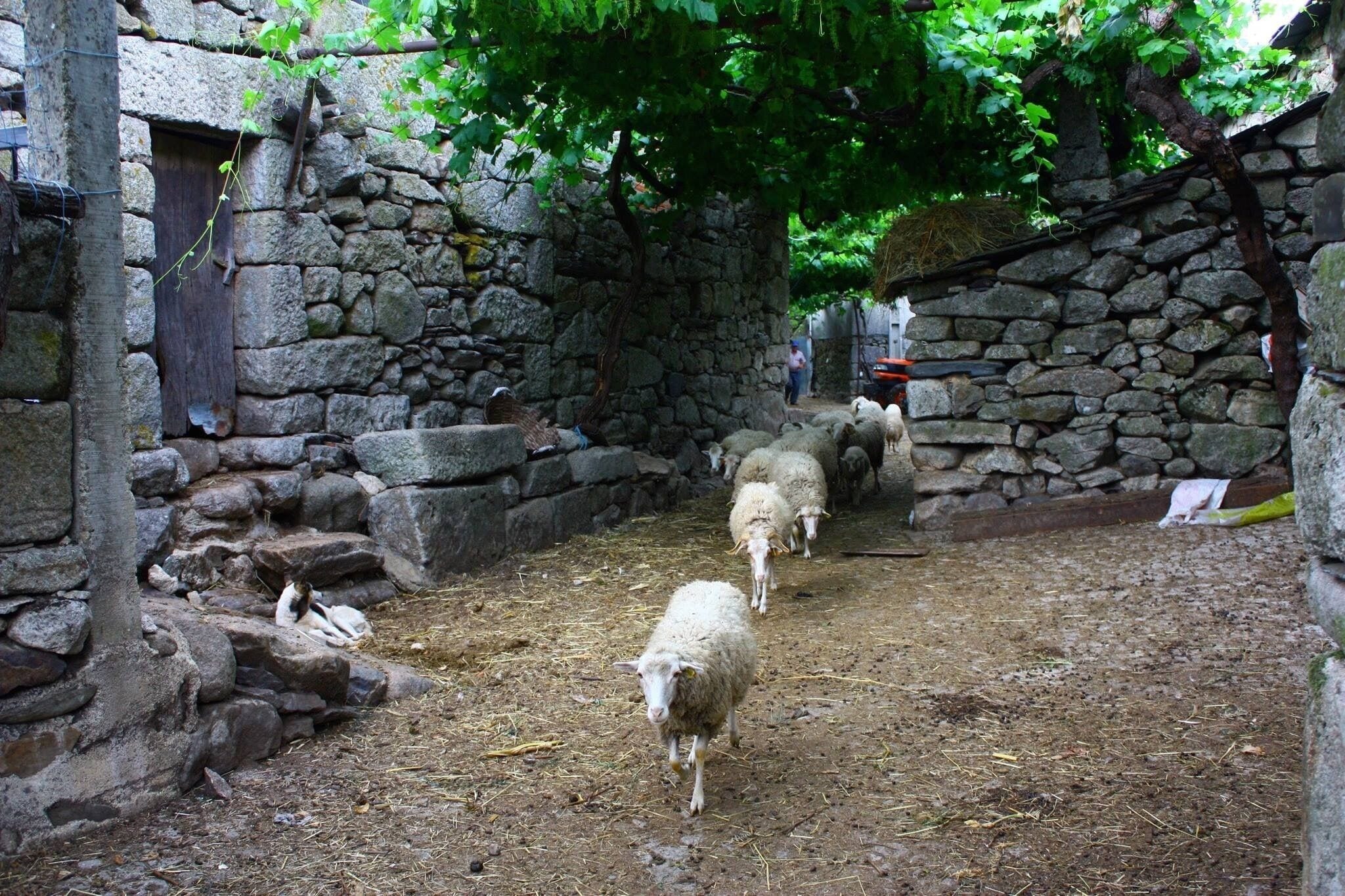 Un callejón de paredes de piedra por donde caminan ovejas.