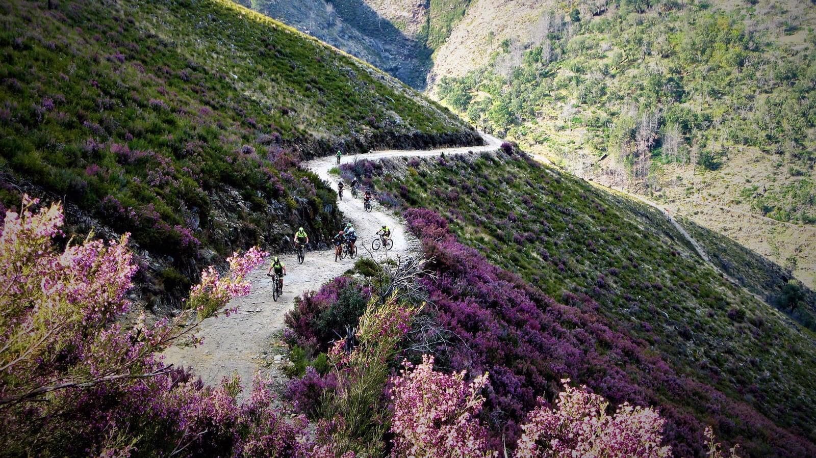 Un sendero de bicicleta de montaña serpentea por un valle con brezos morados y colinas verdes.