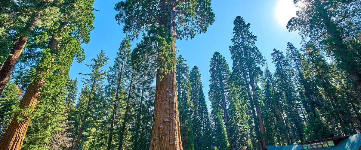 Giant Sequoia Trees In Sequoia National Park California USA in the vicinity of the Museum and Visitors Center