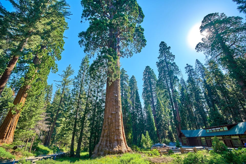 Een bos met hoge bomen en een lodge.