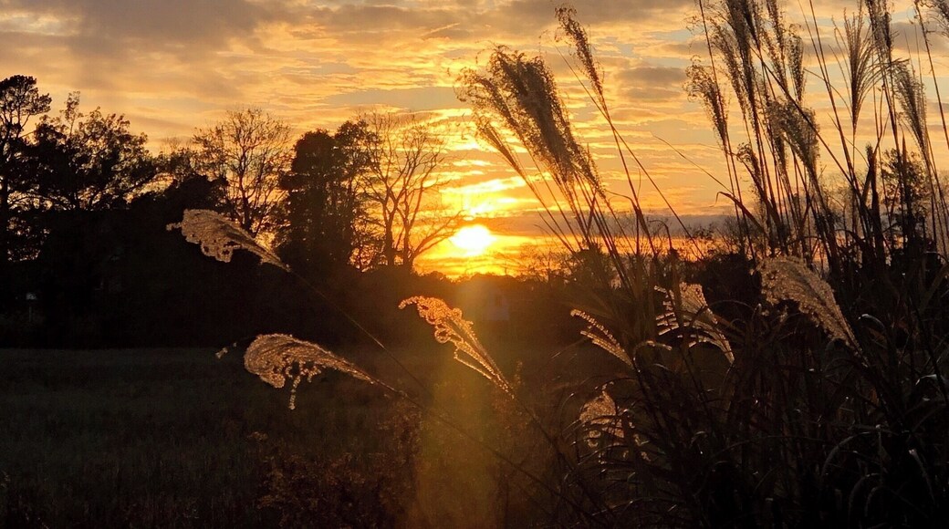 Sunset on an obscure country road near Berlin, MD on the Eastern Shore. # Trovember