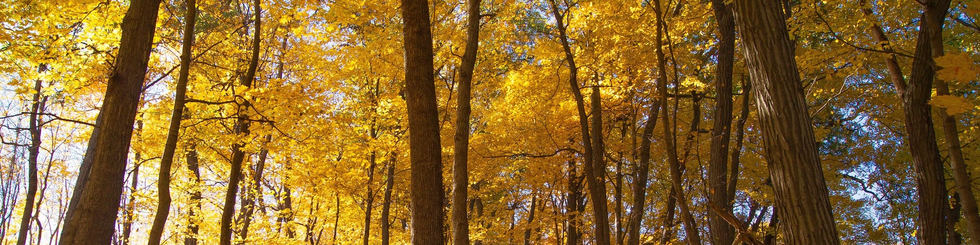 Autumn colors on a wooded hillside in the Illinois Valley.