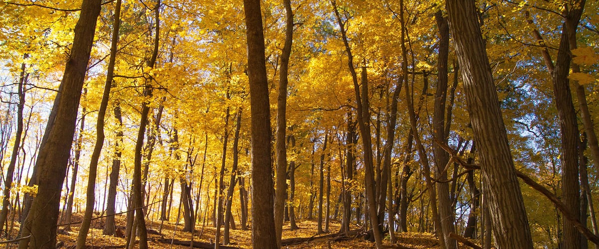Autumn colors on a wooded hillside in the Illinois Valley.