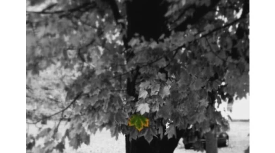 Fall colors in bloom! There are an abundance of maple trees in this part of Michigan. That means in the spring, everywhere you look you see trees with white buckets attached.
#treetrove