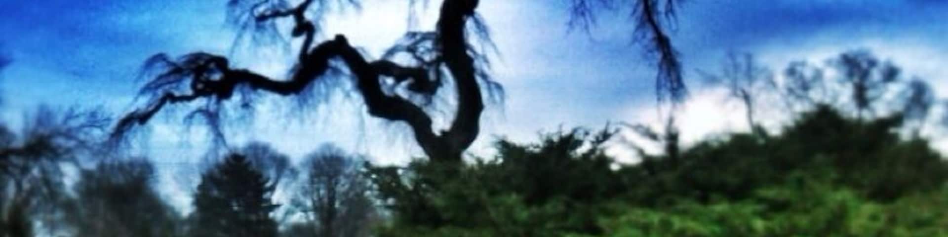 This scraggly little tree is somewhat featured in the center of a turnabout in Oaklawn park in Sturgis, MI. It reminds me of a Bonsai, sort of.
#treetrove
8-10-14
Sadly this tree has been cut down and replaced with a bench :(