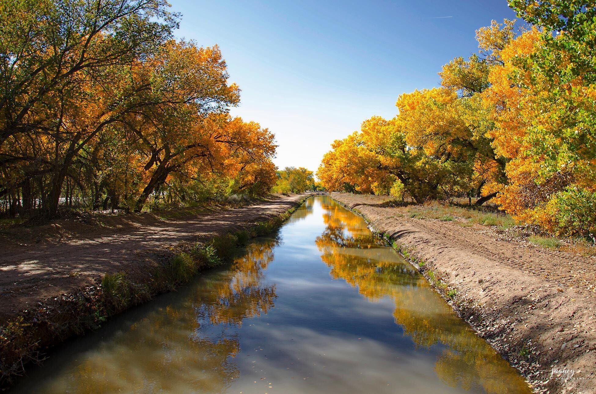Colorful cottonwood trees in fall along an offshoot of the Rio Grande River.