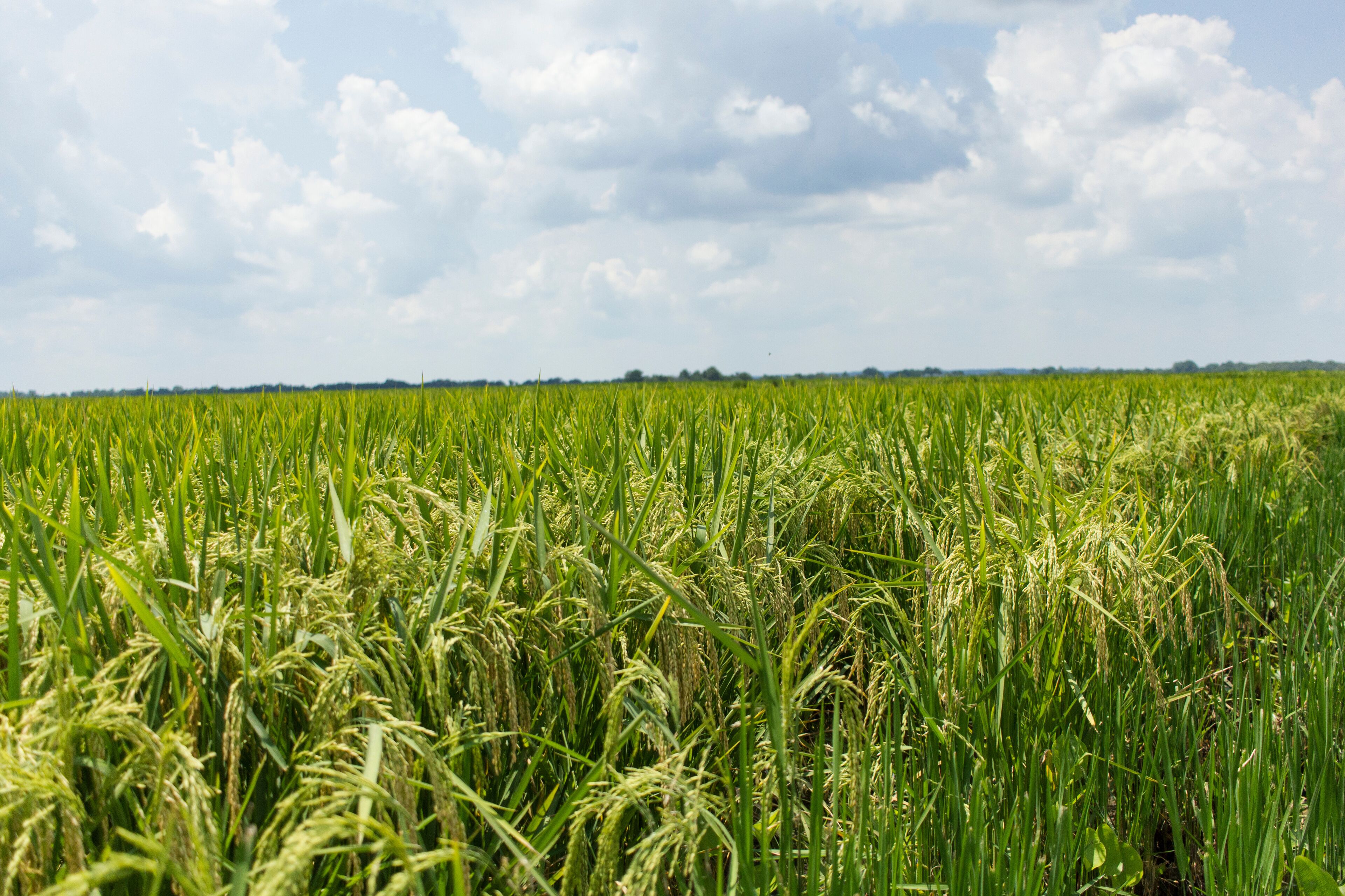 Rice Fields in the Delta