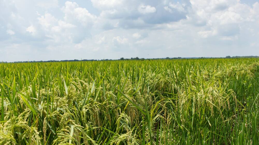 Rice Fields in the Delta