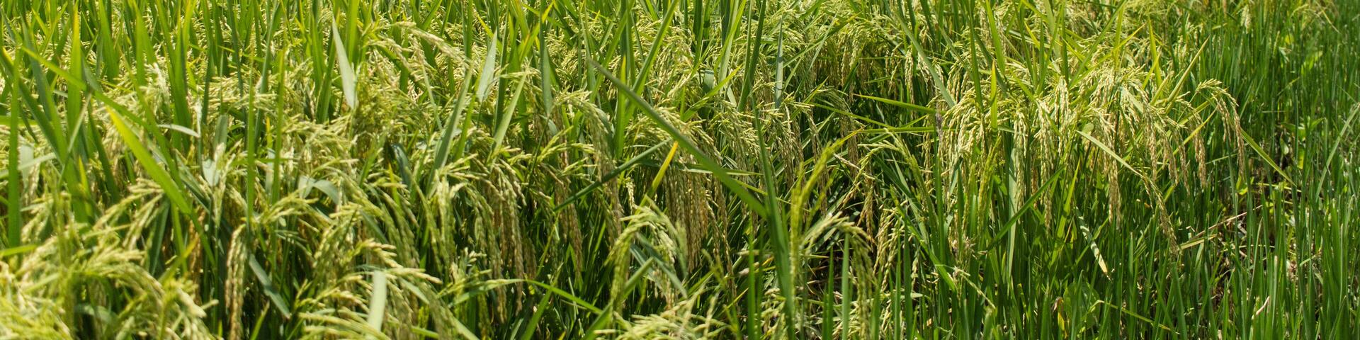 Rice Fields in the Delta